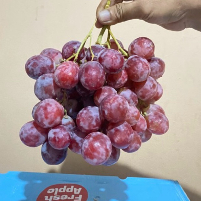 

Anggur Red Globe Besar