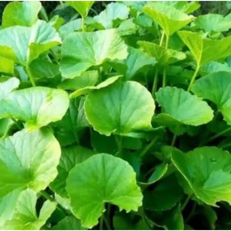 

Daun pegagan kering
