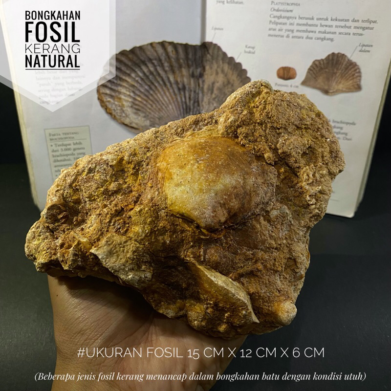 Bongkahan Fosil Kerang Natural A4 atau Fosil Bivalvia atau Fossil Kerang Temuan atau Fosil Keong ata
