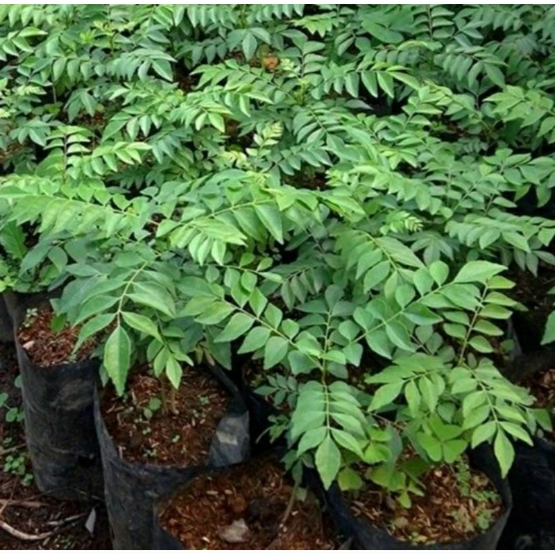 Tanaman daun kari/salam koja