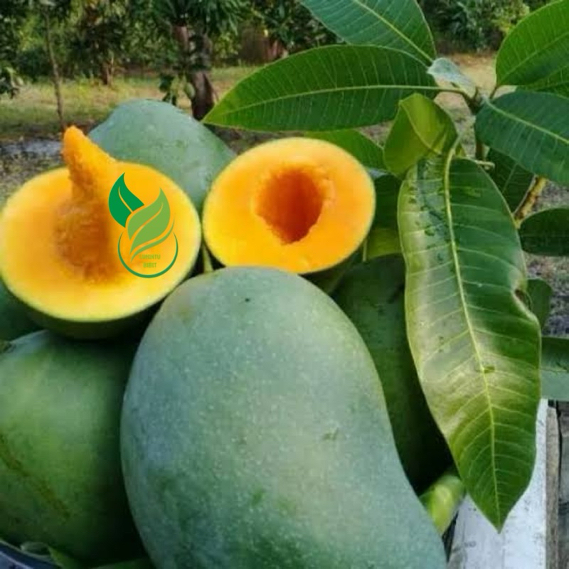 Bibit Mangga Mahatir 1 meter up
