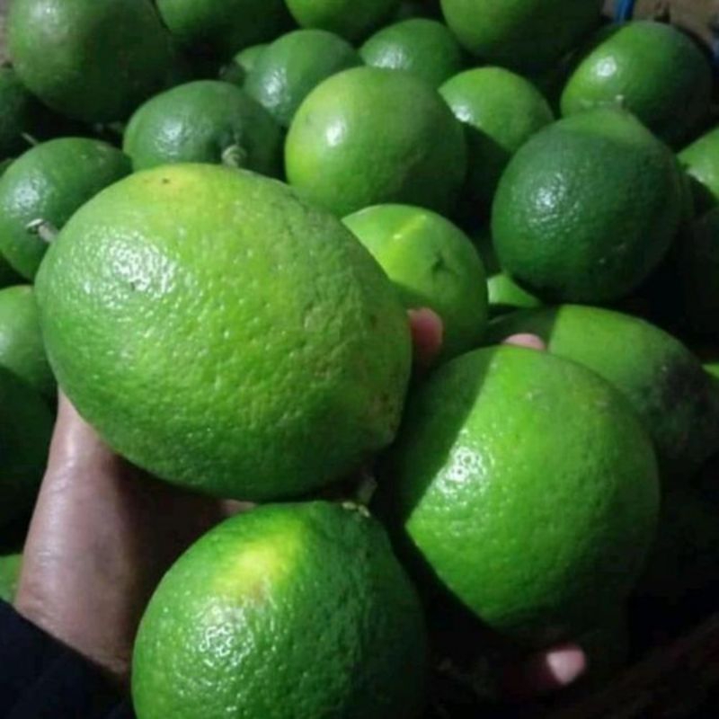 

Lemon California Petik Pohon 1 Kilogram