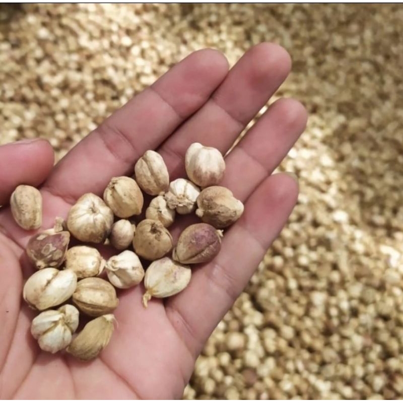 

kapulaga 1kg ukuran kecil murah bagus premium no retur