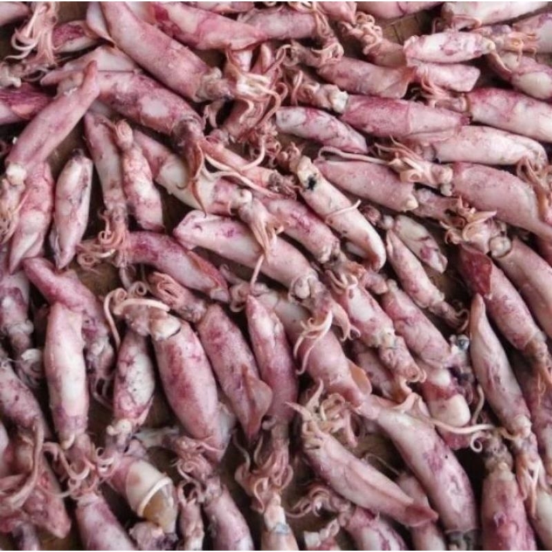 

Cumi kering - cumi kualitas super