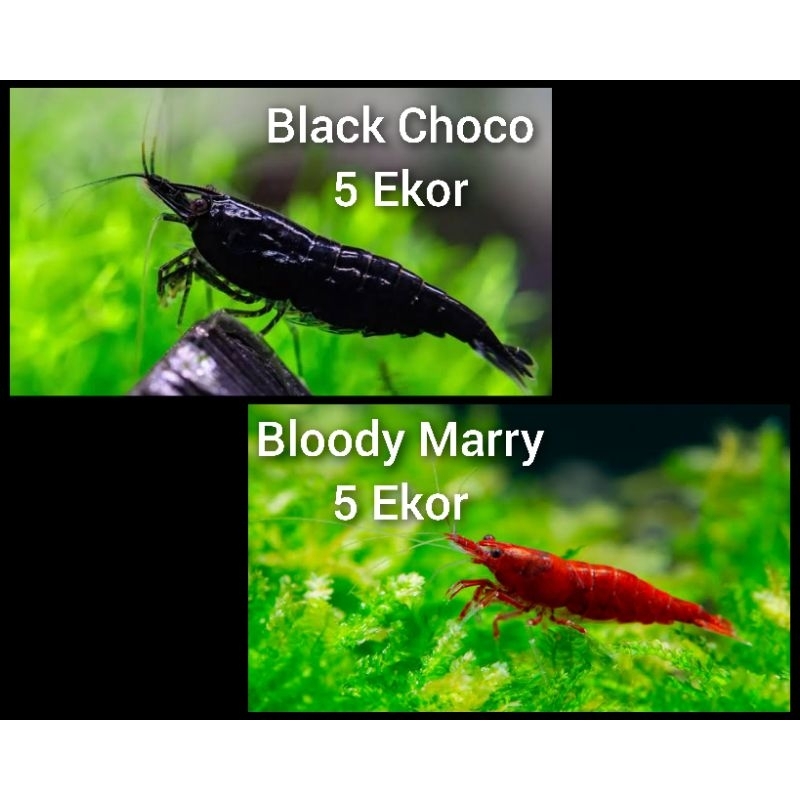 Paket Udang Hias Aquascape Black Choco & Bloody Marry Isi 10 Ekor/Udang Hias Aquascape/Pembersih Alg