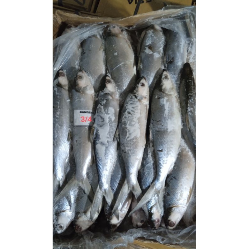 

ikan bandeng makasar size 3/4 10kg