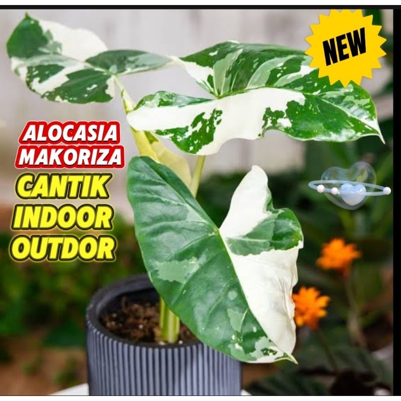 tanaman hias caladium varigata makoriza cente varigata