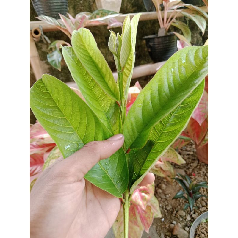 

daun jambu biji fresh langsung petik 1kg