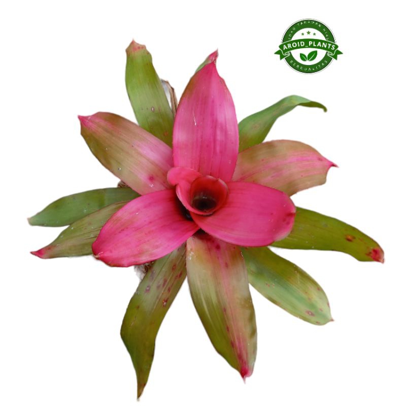 Tanaman Hias Bromelia Pink Gress - Pohon Bromelia Pink - Tanaman Bromelia Pink