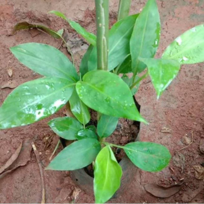 bibit lempuyang bibit tanaman pohon lempuyang siap tanam