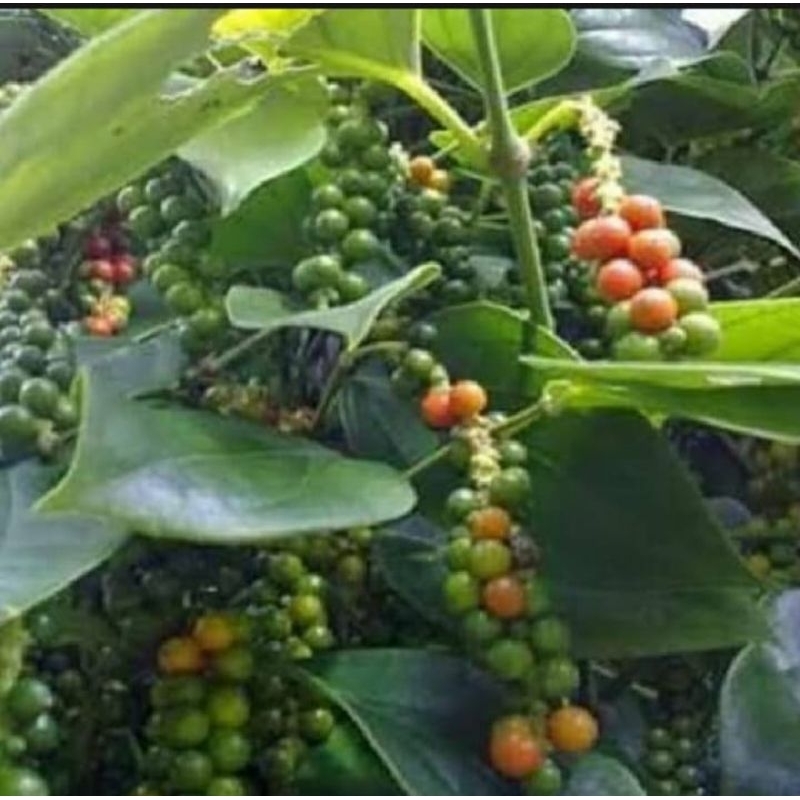 

Buah Kemukus segar 100grm murah atau di sebut pedes hutan