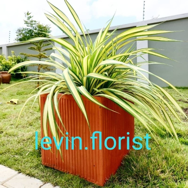 Pandanus vietchii / pandan hias variegata bibit tanaman hias bunga