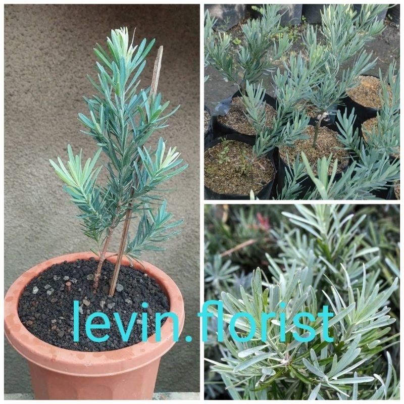 Lohansung blue ice / lohansung biru sambungan grafting okulasi bahan bonsai bibit tanaman hias bunga