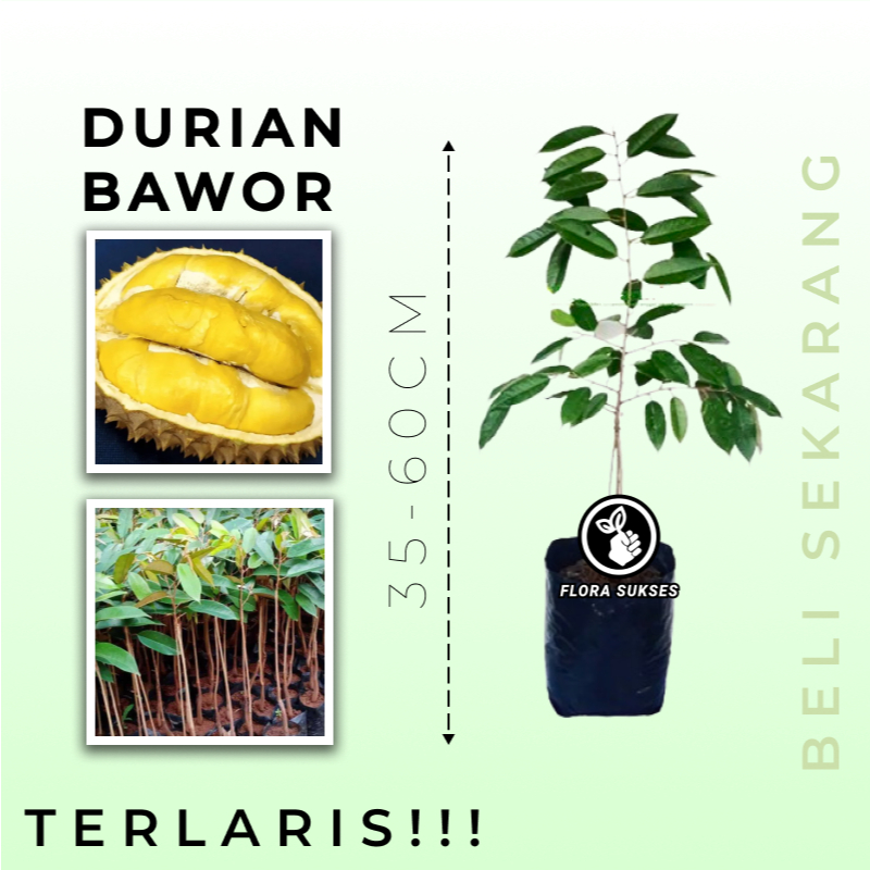 Bibit Tanaman Durian Bawor / Bibit Pohon Bawor / Durian Bawor 1 Kaki