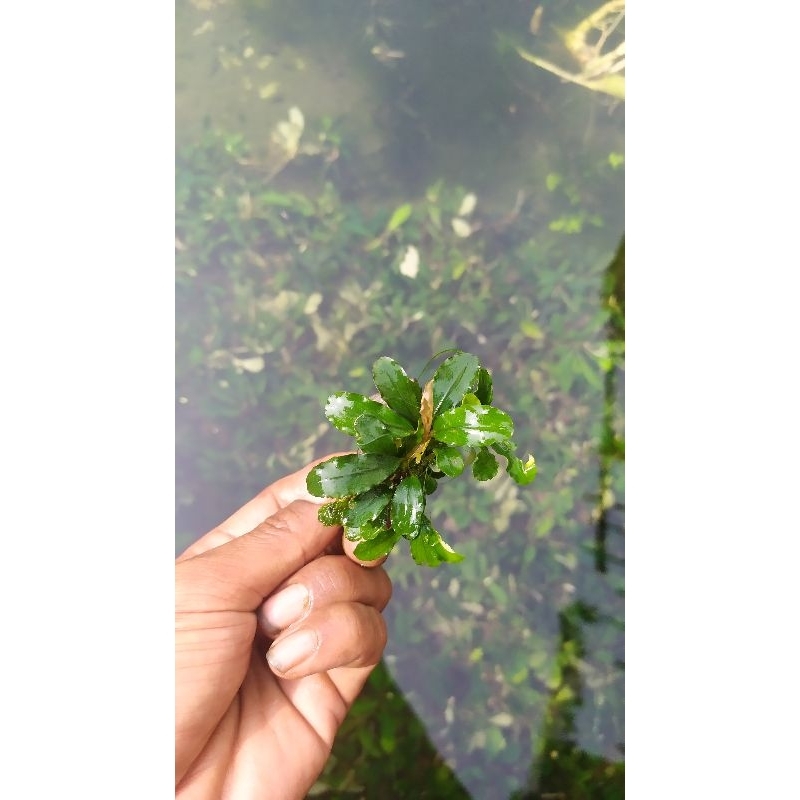 buce mini per pohon tanaman aquascape