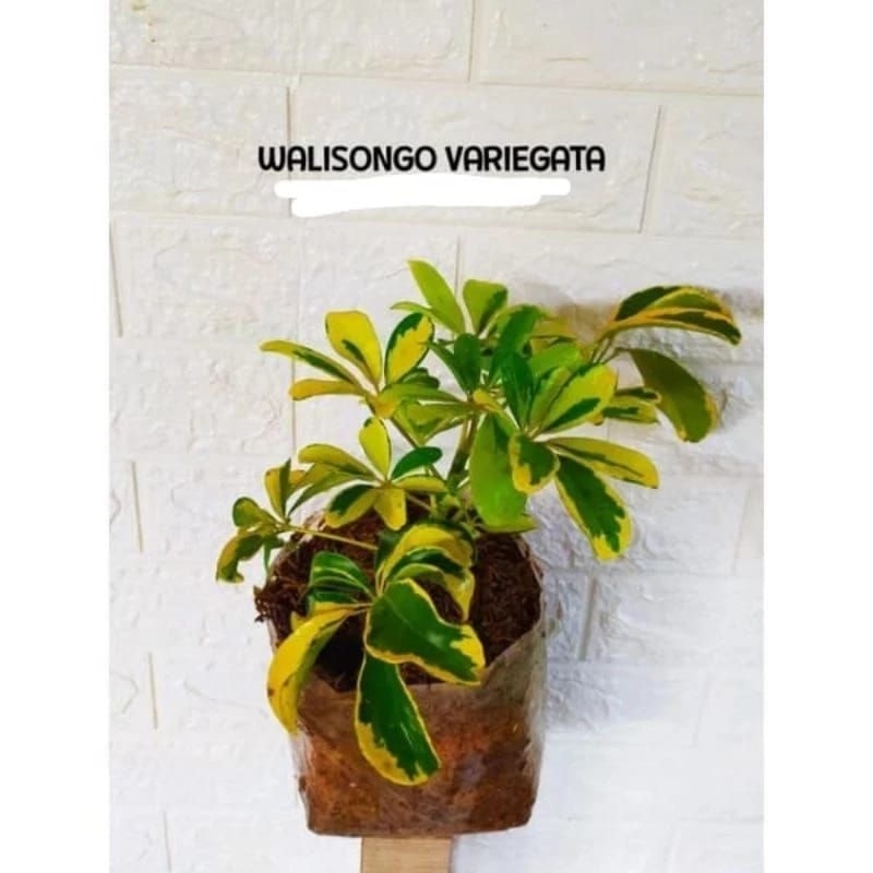 tanaman Walisongo varigata, tanaman hias walisongo