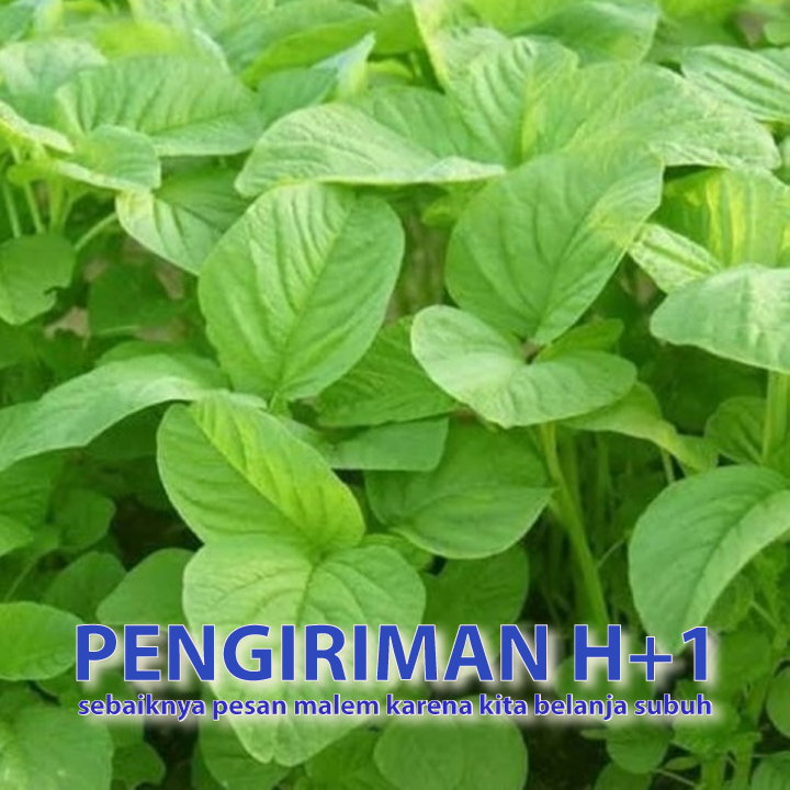 

Bayam daun lebar cocok untuk dijadikan keripik sayuran segar