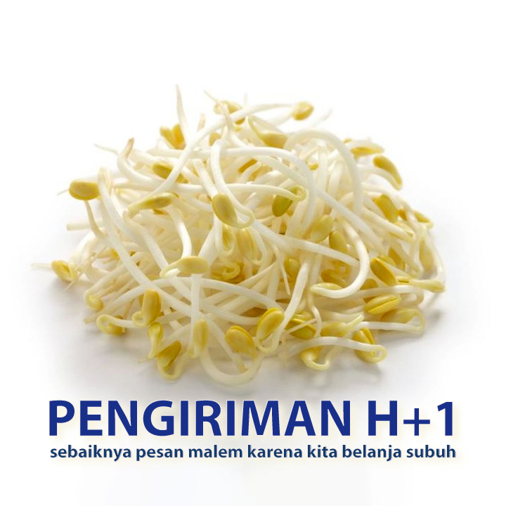 

toge kecambah tauge sayuran segar