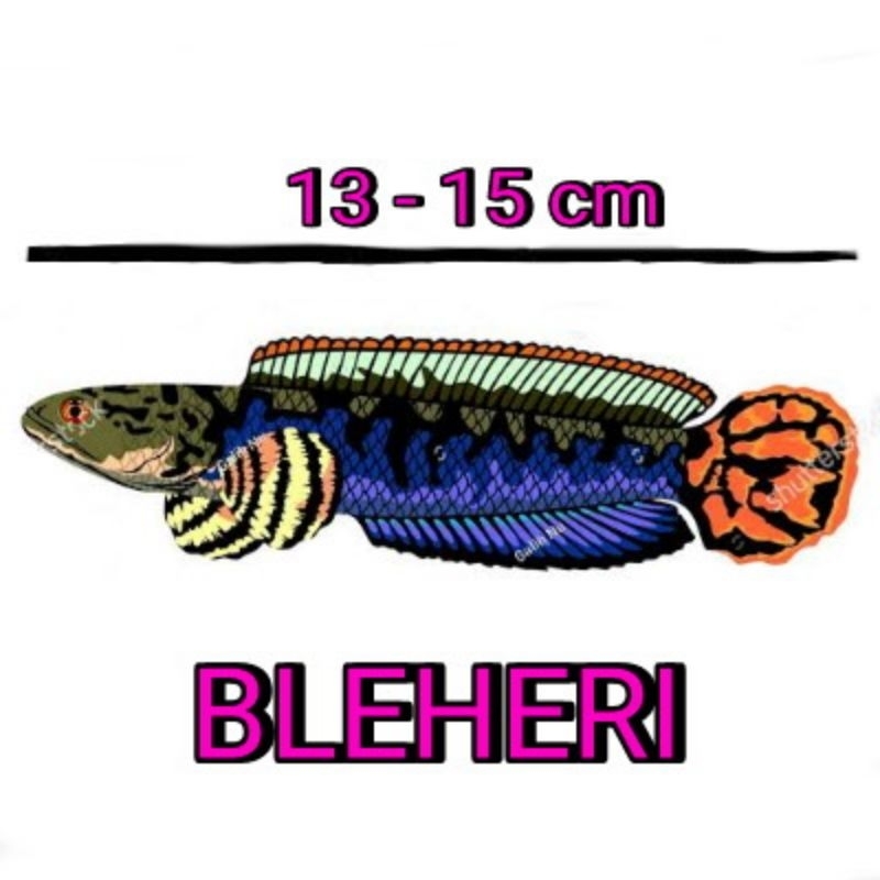 BLEHERI PAIR 13-15cm