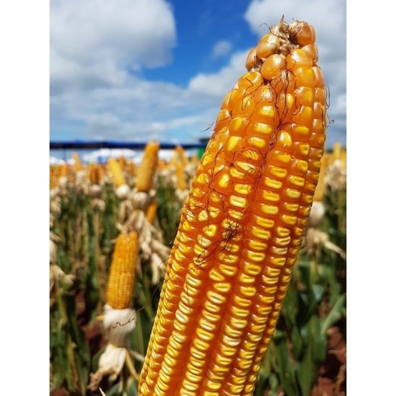 

Bibit Jagung Lokal Jagung kampung 1kg murah