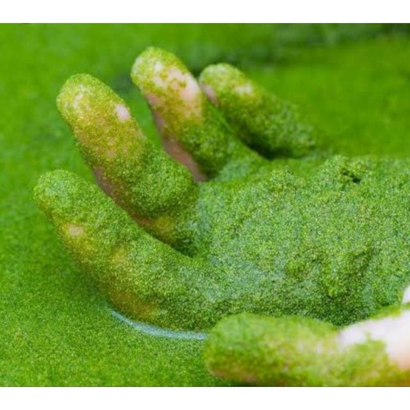 bibit wolffia wolfia arizha 1kg