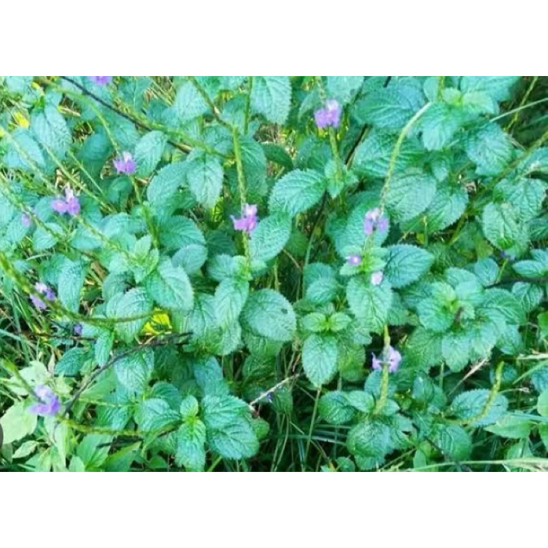 

Daun jarong segar daun pecut kuda segar 1 kg-az