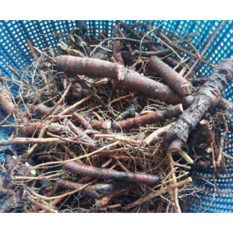 

Akar putri malu segar organik 100 gram-az