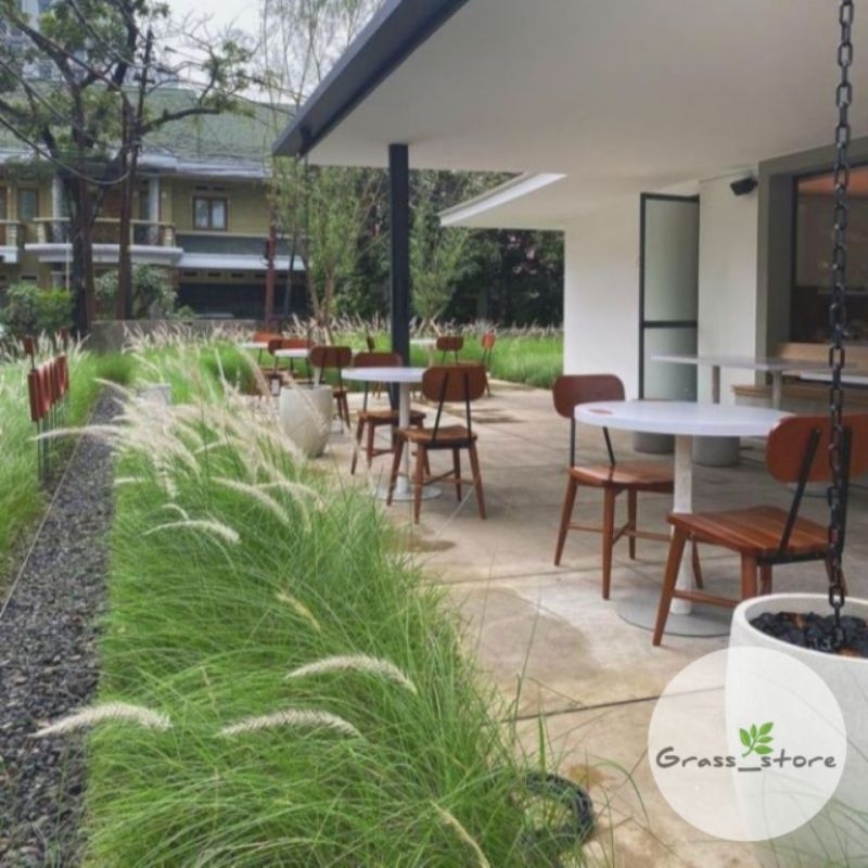 Tanaman Ekor Kuda Tanaman Hias Ekor Kuda Tanaman Alang Alang Hijau