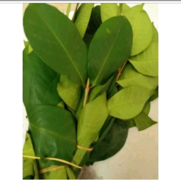 

1 Kg Daun Salam India Premium / Bay Leaves Indian / Bay Leaf / Daun Salam