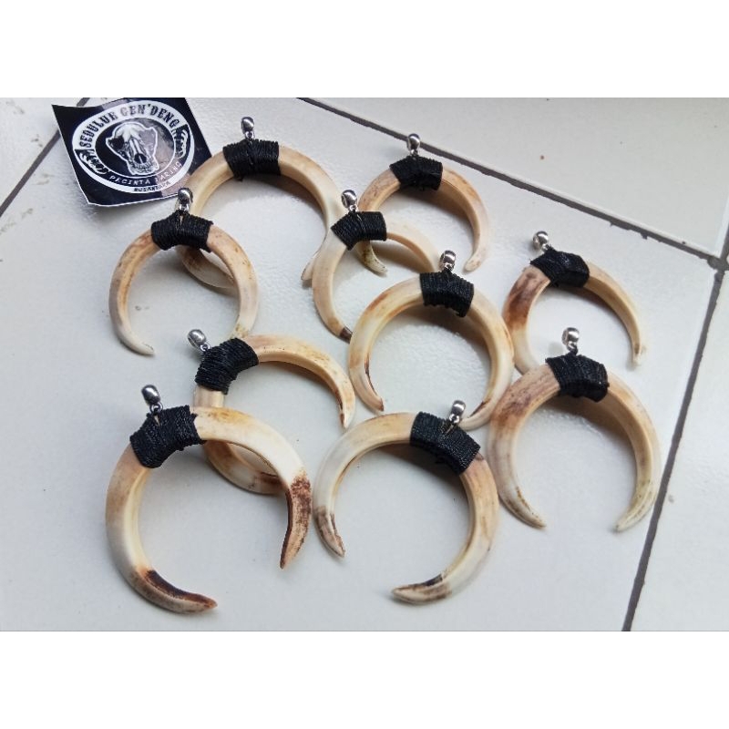 Liontin taring babi sepasang asli