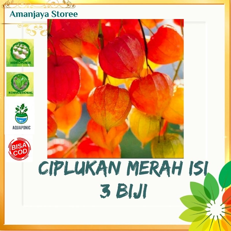 Benih bibit CIPLUKAN MERAH isi 3 biji