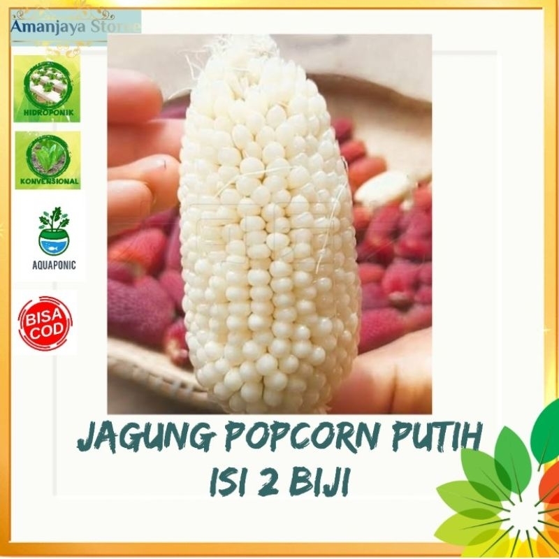 Benih bibit Jagung popcorn putih isi 2 biji
