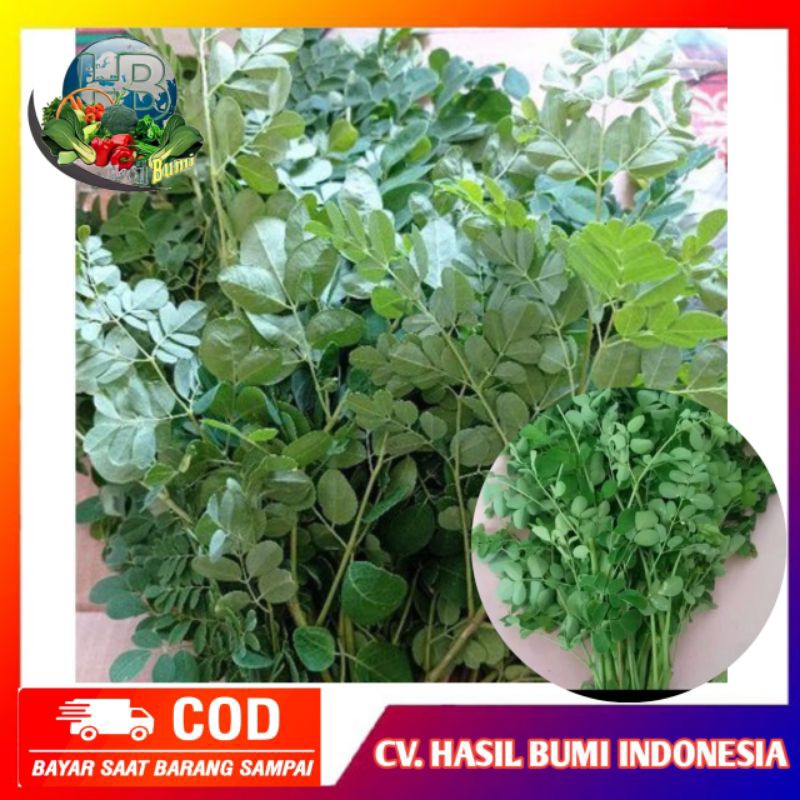 

Daun kelor segar organik 1tangkai bersih dan fresh