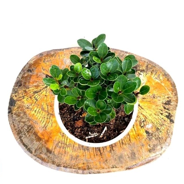 Tanaman Dolar Mikro Mangkok