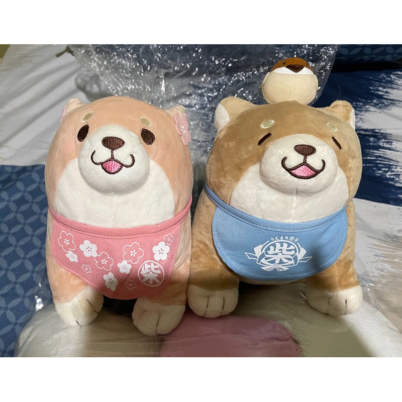 [BOOKED] Shiba SK Japan (Biru)