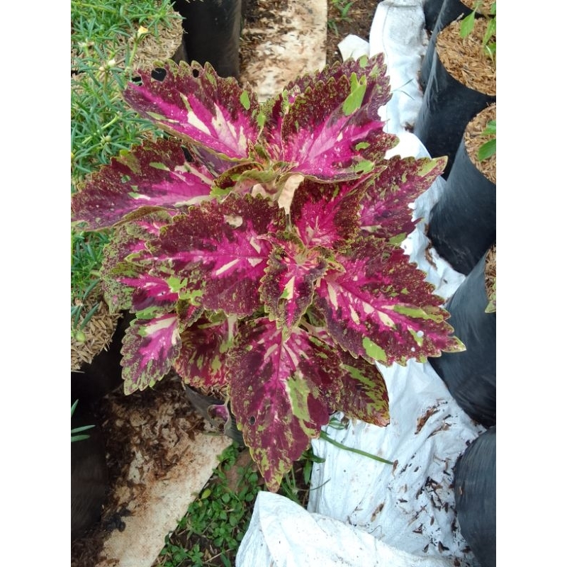 Bibit pohon Miana batik Betawi Murah Meriah