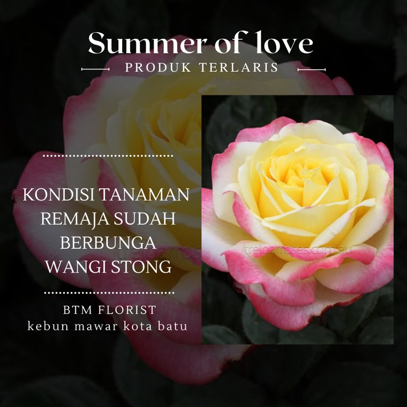 Mawar Import Rose SUMMER OF LOVE ROSE