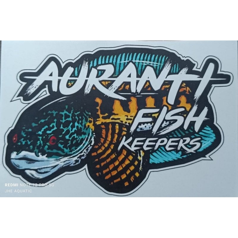 Patung Channa Auranti Grade A Original