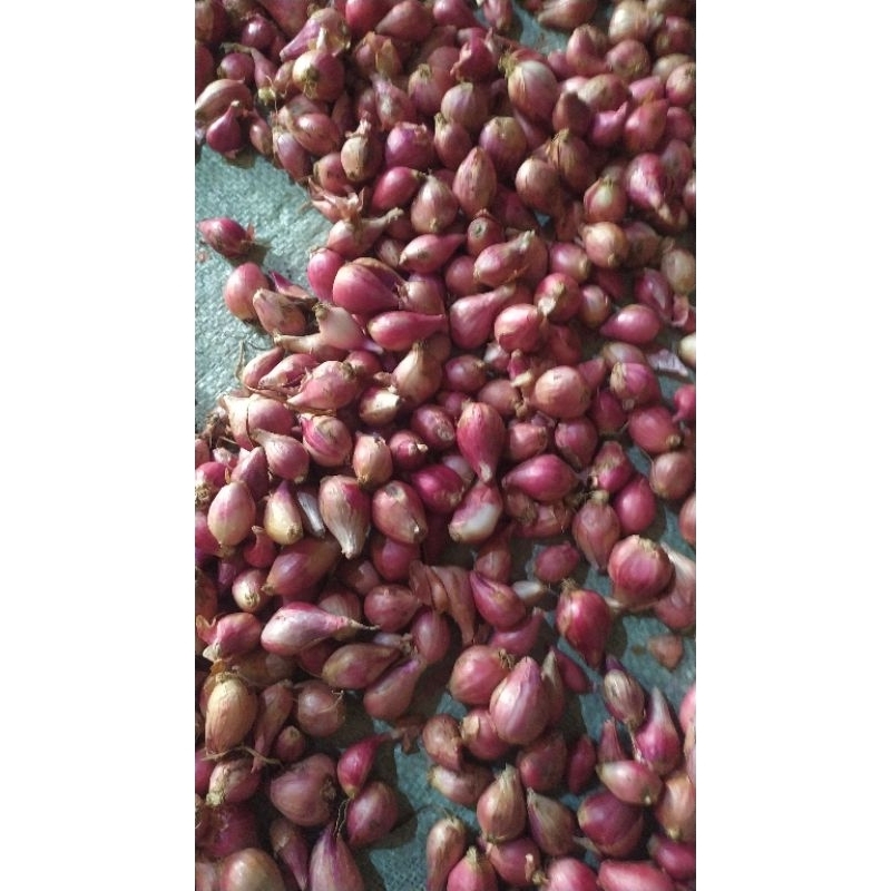 

bawang merah lokal 1 kg