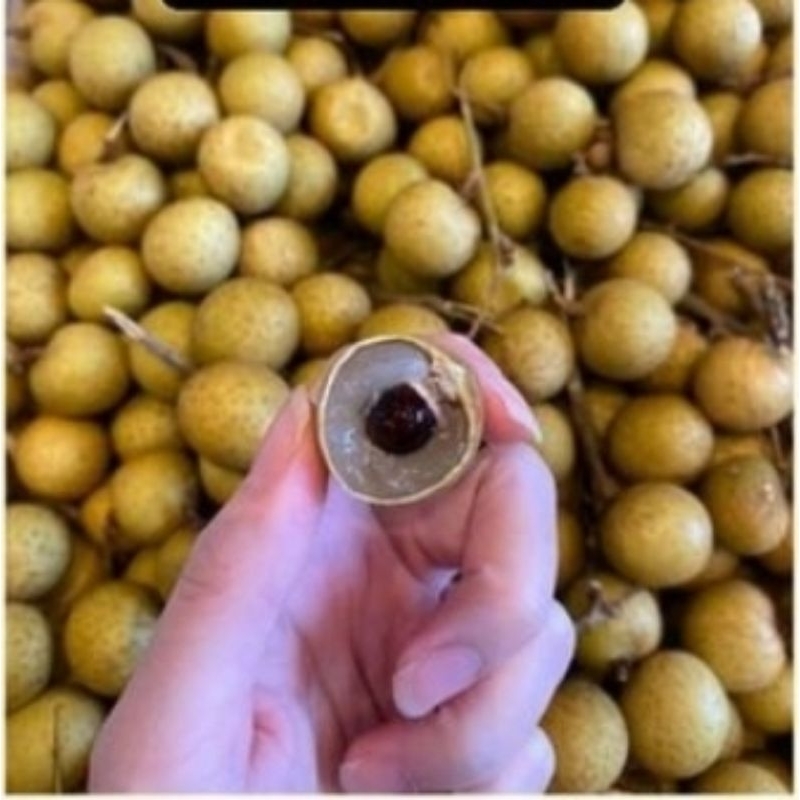 

longan mas thailand 1kg