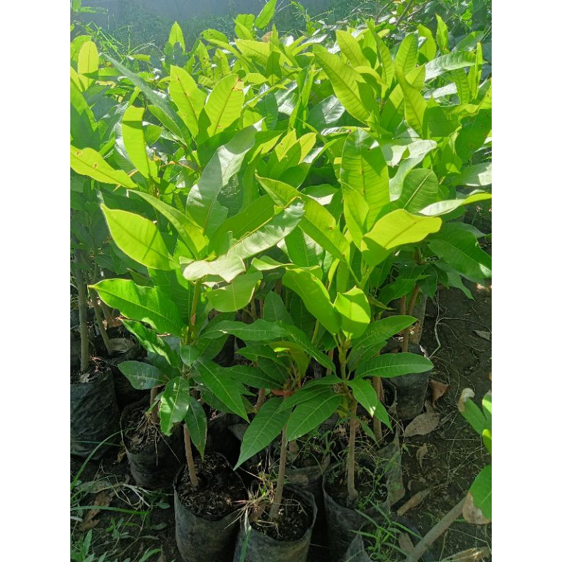 mangga manalagi | bibit mangga manalagi | 40-60cm | sudah okulasi cepat berbuah