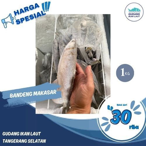 

IKAN LAUT BANDENG MAKASAR FRESH 1KG FROZEN