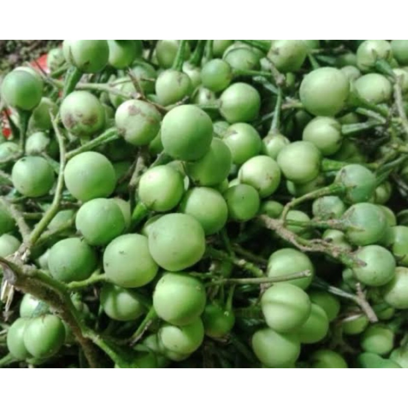 

Buah cepokak segar buah takokak segar 500 gram-az