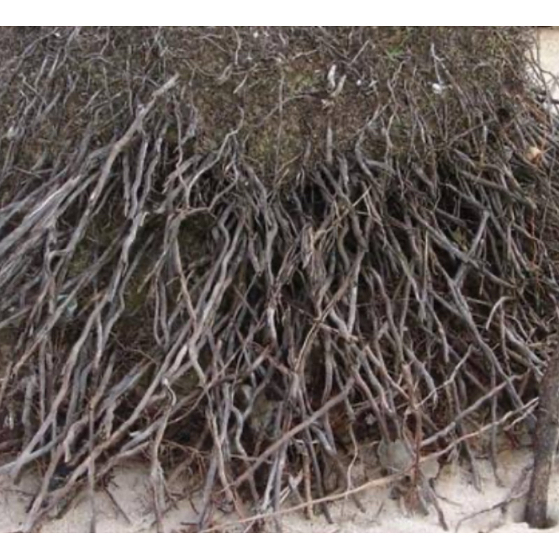 

Akar kelapa kering akar pohon kelapa kering 250 gram-az