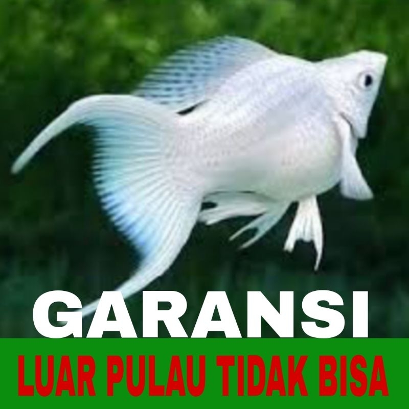 molly balon Platinum cawang