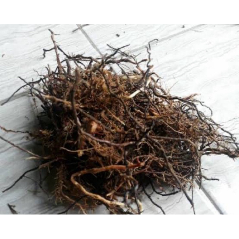 

Akar tebu merah segar fresh 100 gram-az