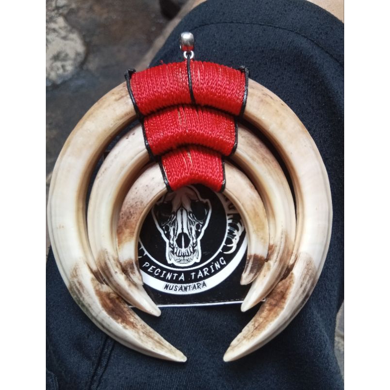 Kalung Taring babi asli 100%