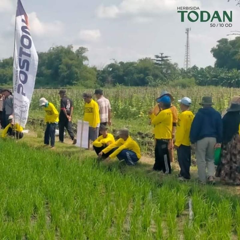 HERBISIDA TODAN , UNTUK BERANTAS GULMA PADI