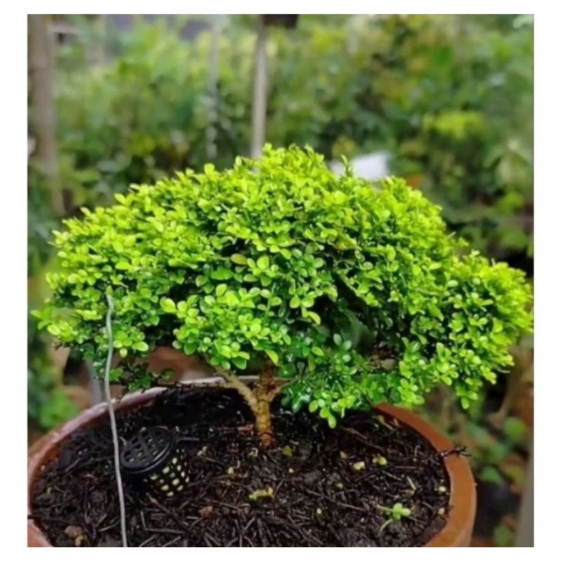Tanaman hias bahan bonsai kemuning mickro
