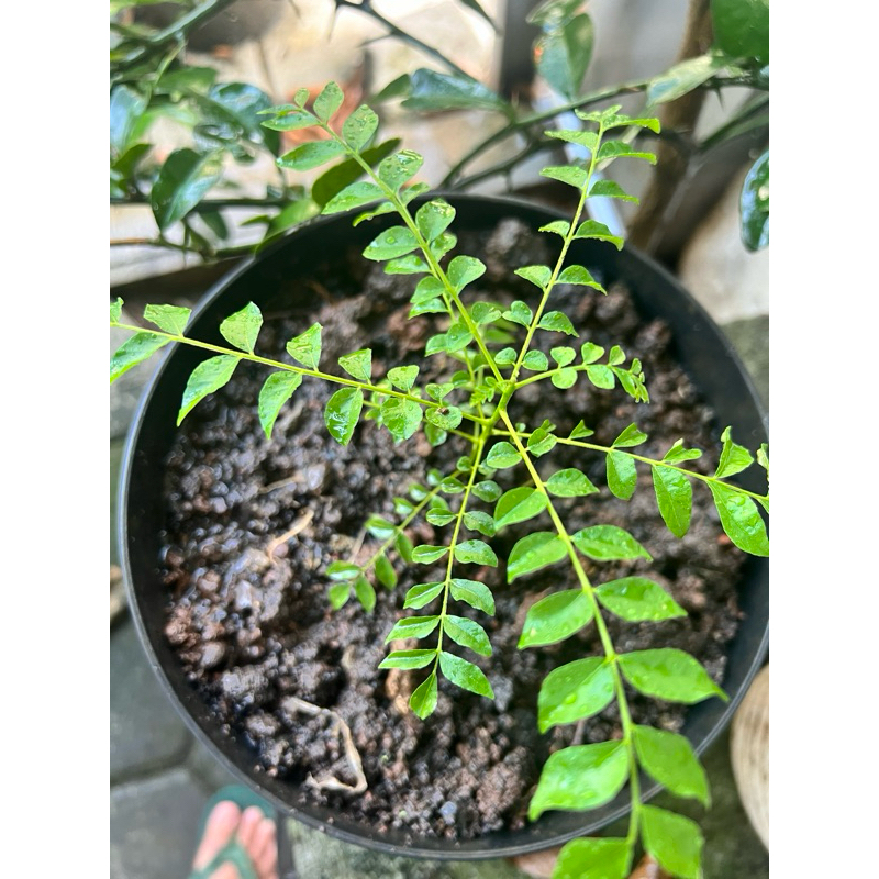 Pohon Salam Koja /Pohon kari/ Pohon Temurui
